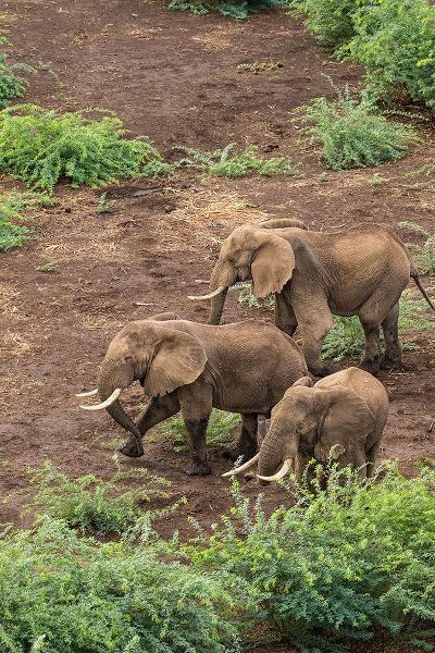 Africa-Kenya-Shompole-Aerial view of adult Elephants walking